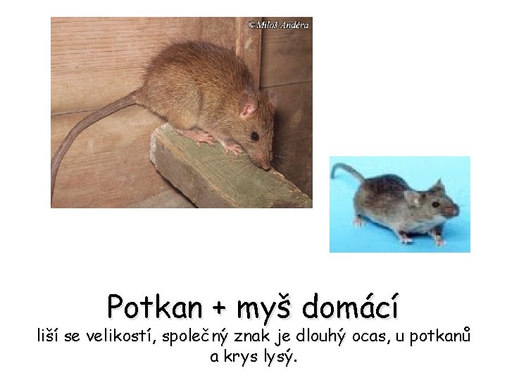 Potkan + myš domácí liší se velikostí, společný znak je dlouhý ocas, u potkanů