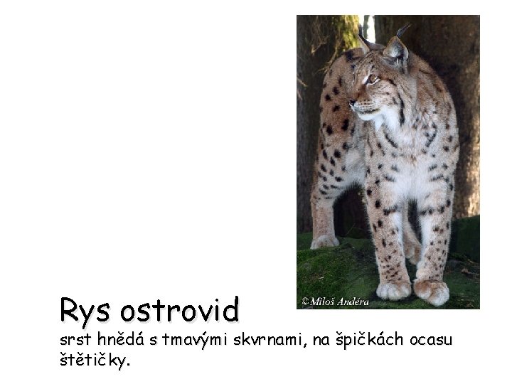 Rys ostrovid srst hnědá s tmavými skvrnami, na špičkách ocasu štětičky. 