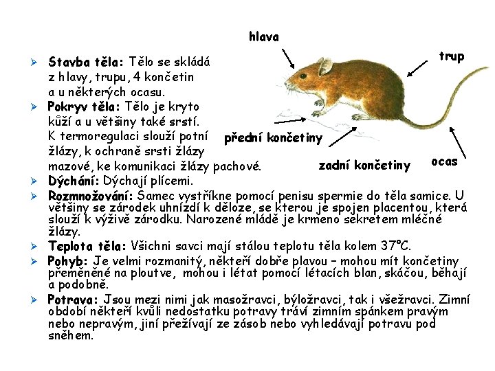 hlava Ø Ø Ø Ø trup Stavba těla: Tělo se skládá z hlavy, trupu,