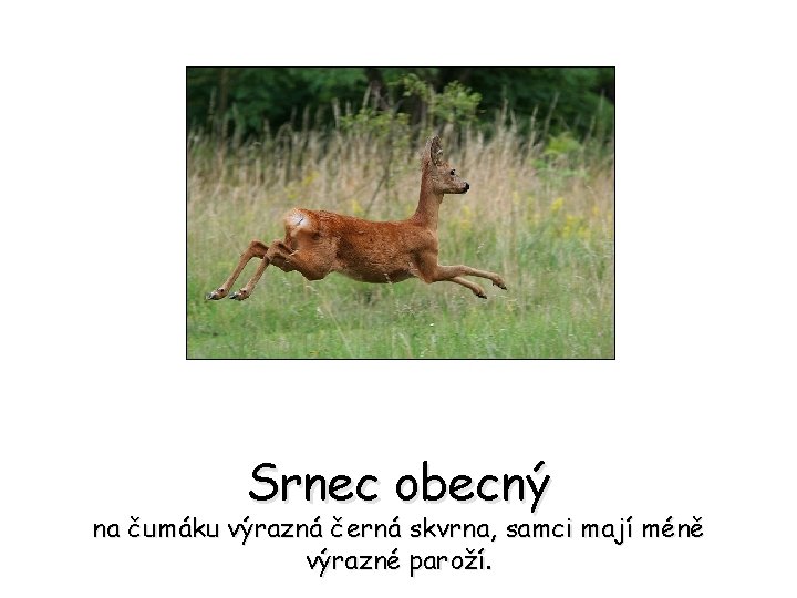 Srnec obecný na čumáku výrazná černá skvrna, samci mají méně výrazné paroží. 