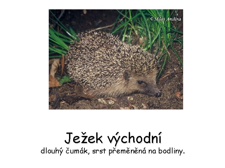 Ježek východní dlouhý čumák, srst přeměněná na bodliny. 