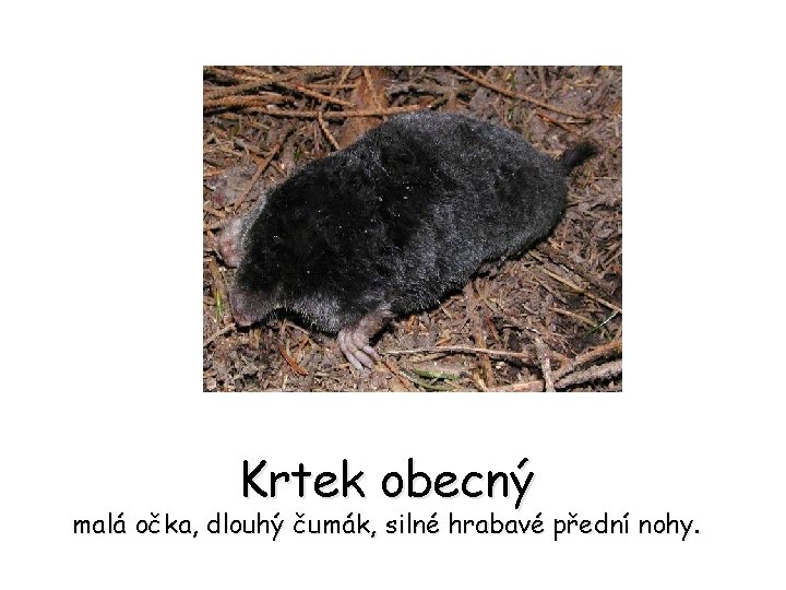 Krtek obecný malá očka, dlouhý čumák, silné hrabavé přední nohy. 