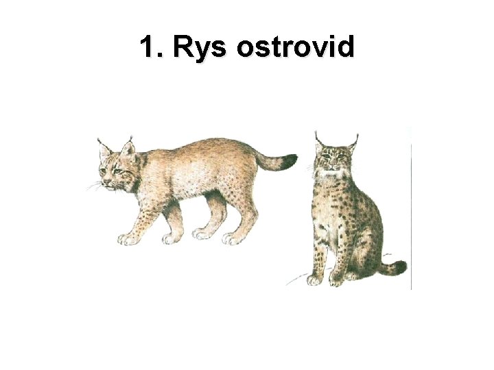 1. Rys ostrovid 