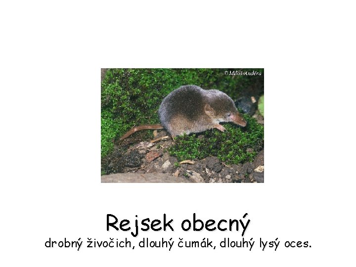 Rejsek obecný drobný živočich, dlouhý čumák, dlouhý lysý oces. 