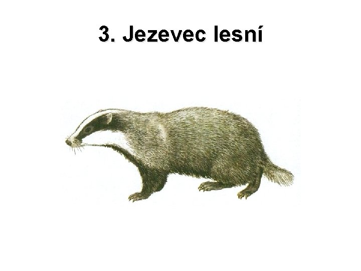 3. Jezevec lesní 