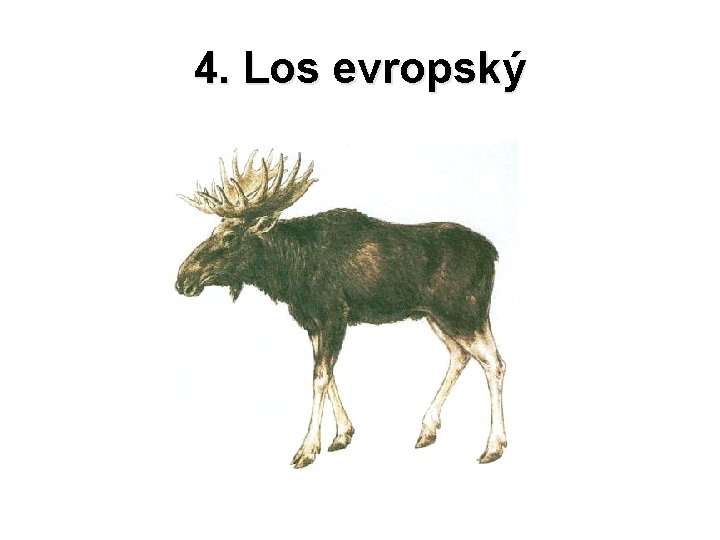 4. Los evropský 