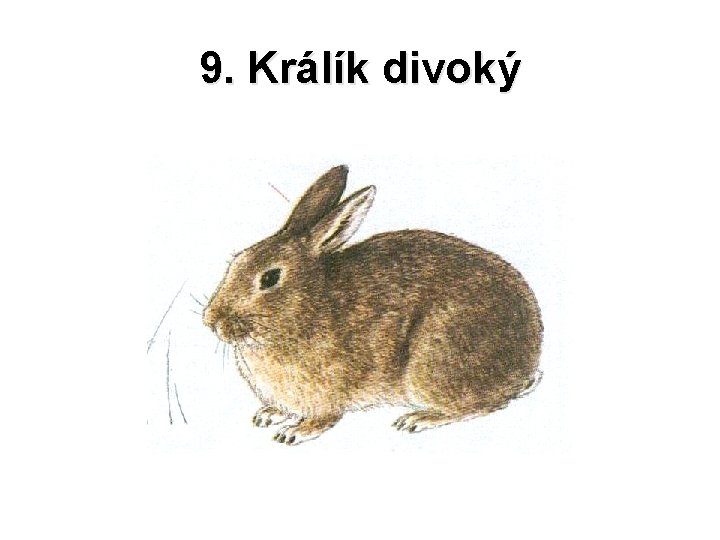 9. Králík divoký 