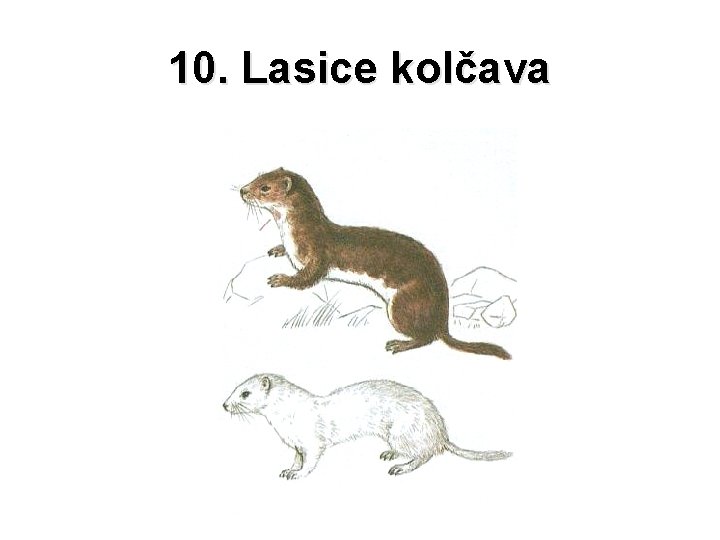 10. Lasice kolčava 