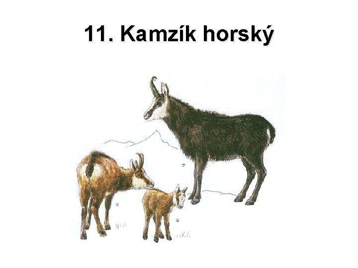 11. Kamzík horský 