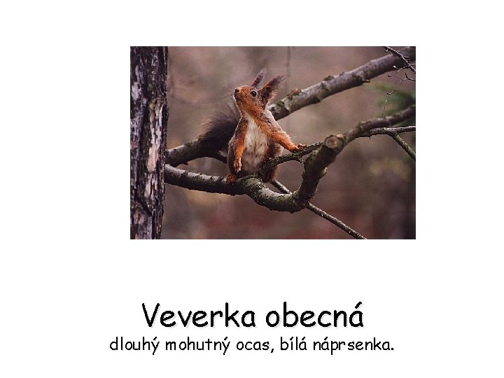 Veverka obecná dlouhý mohutný ocas, bílá náprsenka. 