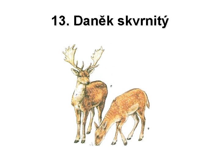 13. Daněk skvrnitý 