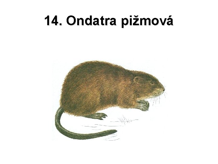 14. Ondatra pižmová 