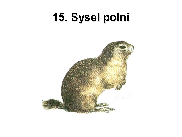 15. Sysel polní 