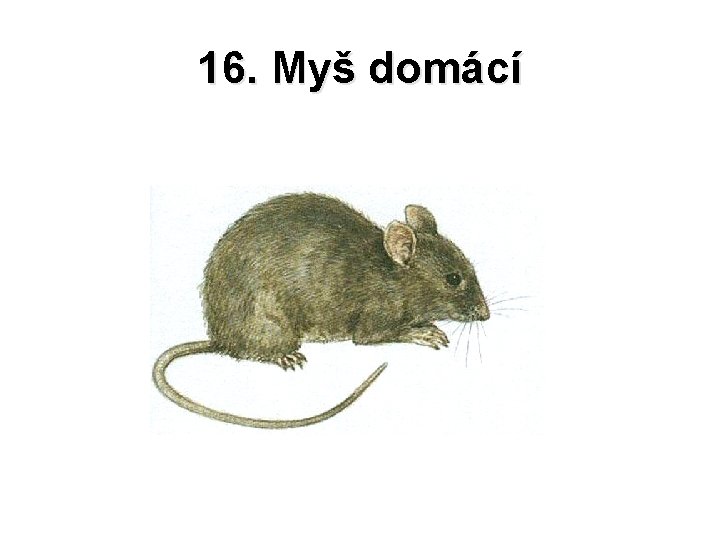 16. Myš domácí 