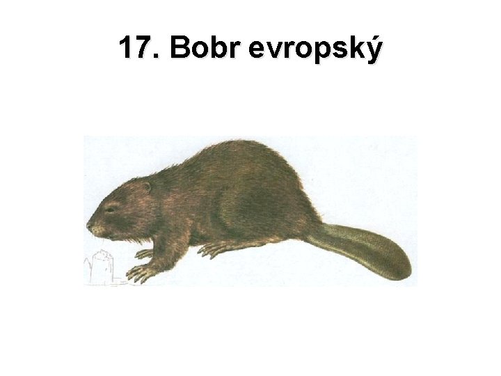 17. Bobr evropský 