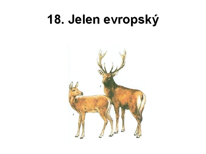 18. Jelen evropský 