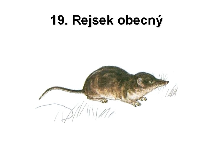 19. Rejsek obecný 