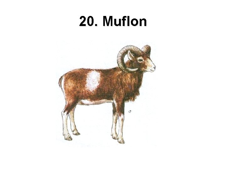 20. Muflon 