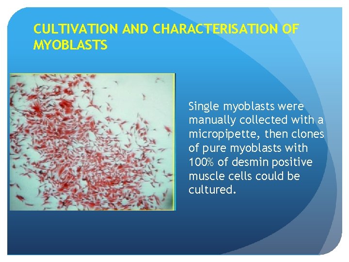 CULTIVATION AND CHARACTERISATION OF MYOBLASTS Single myoblasts were manually collected with a micropipette, then