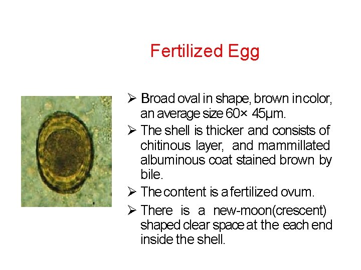 Fertilized Egg Broad oval in shape, brown in color, an average size 60× 45µm.