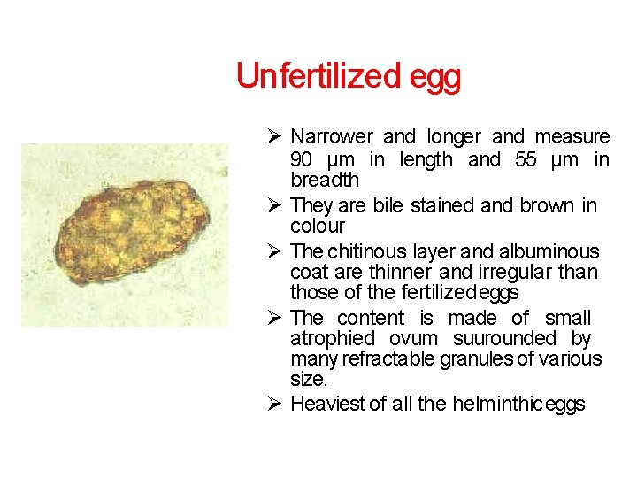 Unfertilized egg Narrower and longer and measure 90 µm in length and 55 µm