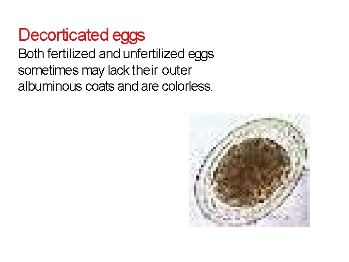 Decorticated eggs Both fertilized and unfertilized eggs sometimes may lack their outer albuminous coats