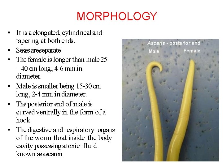 MORPHOLOGY • It is a elongated, cylindrical and tapering at both ends. • Sexes