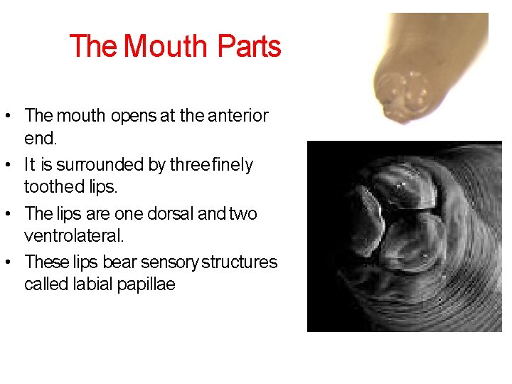 The Mouth Parts • The mouth opens at the anterior end. • It is