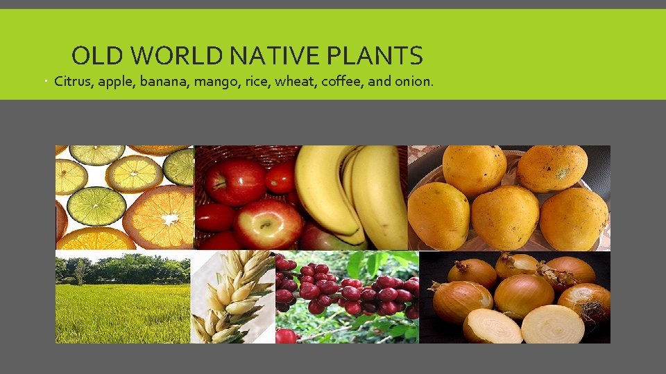 OLD WORLD NATIVE PLANTS Citrus, apple, banana, mango, rice, wheat, coffee, and onion. 