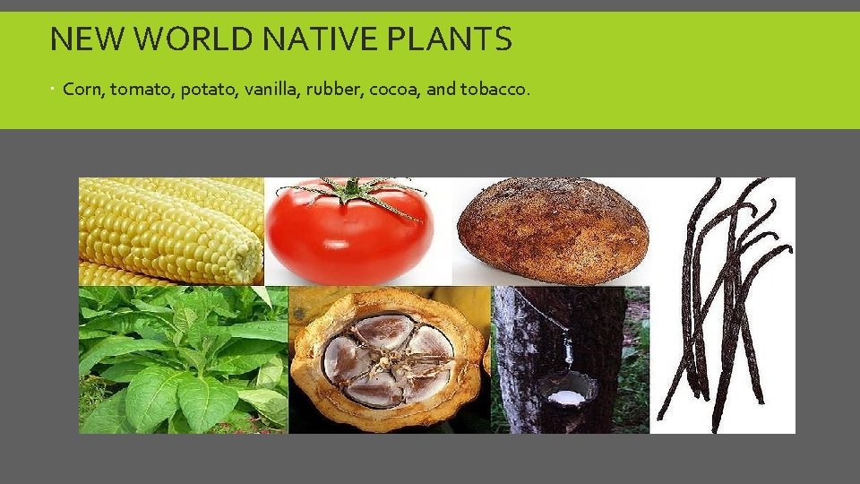 NEW WORLD NATIVE PLANTS Corn, tomato, potato, vanilla, rubber, cocoa, and tobacco. 