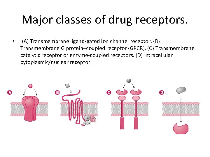 Major classes of drug receptors. • (A) Transmembrane ligand-gated ion channel receptor. (B) Transmembrane