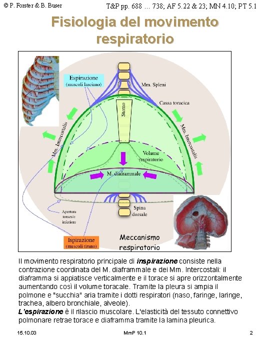 © P. Forster & B. Buser T&P pp. 688 … 738; AF 5. 22