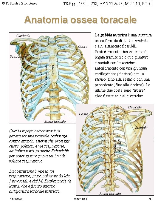 © P. Forster & B. Buser T&P pp. 688 … 738; AF 5. 22