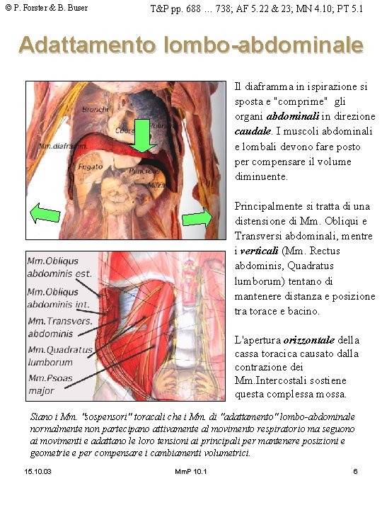 © P. Forster & B. Buser T&P pp. 688 … 738; AF 5. 22