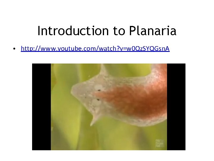 Introduction to Planaria • http: //www. youtube. com/watch? v=w 0 Qz. SYQGsn. A 