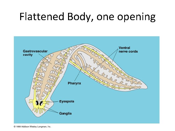 Flattened Body, one opening 