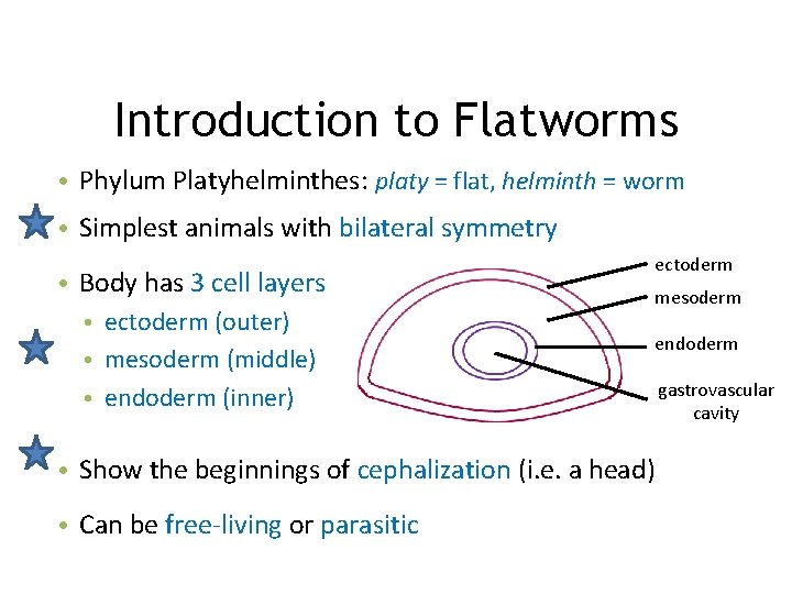 Introduction to Flatworms • Phylum Platyhelminthes: platy = flat, helminth = worm • Simplest