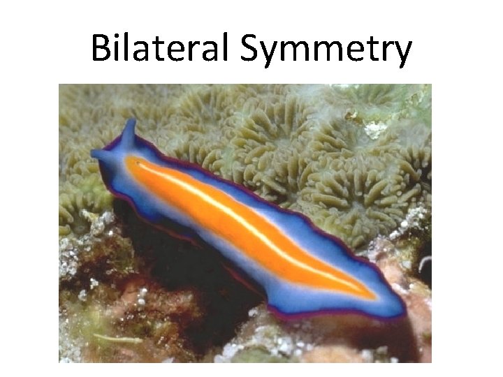 Bilateral Symmetry 