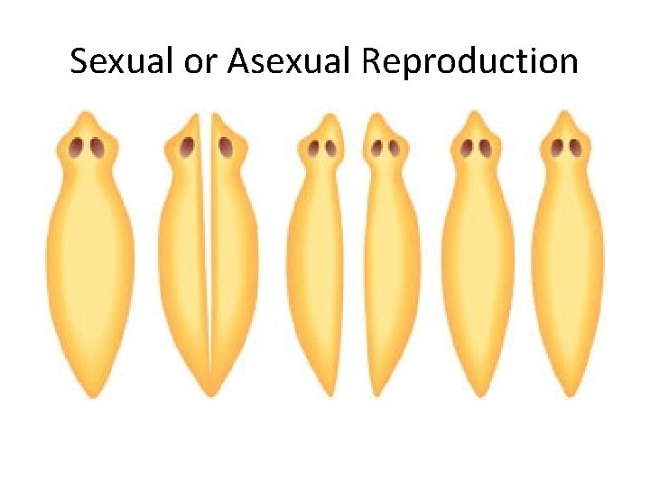 Sexual or Asexual Reproduction 