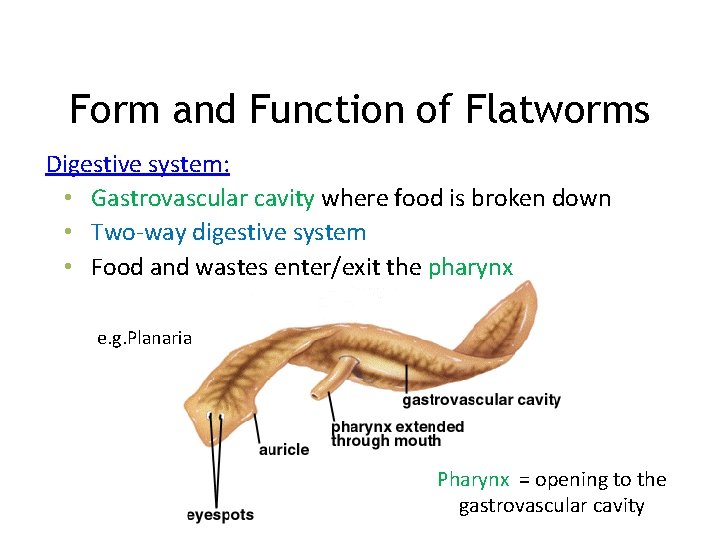 Form and Function of Flatworms Digestive system: • Gastrovascular cavity where food is broken