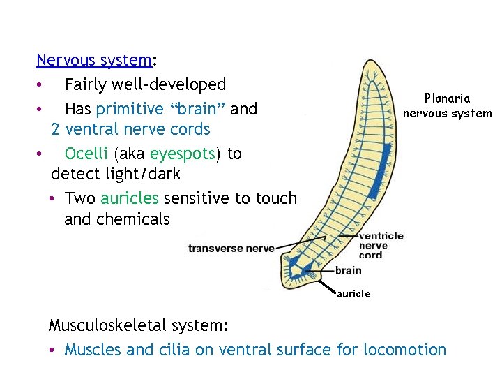 Nervous system: • Fairly well-developed • Has primitive “brain” and 2 ventral nerve cords