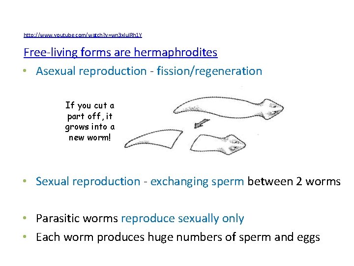 http: //www. youtube. com/watch? v=wn 3 xlu. IRh 1 Y Free-living forms are hermaphrodites