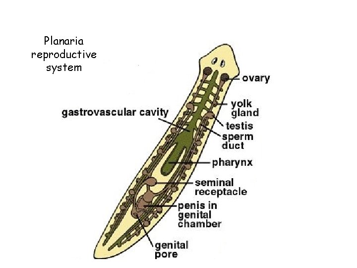 Planaria reproductive system 