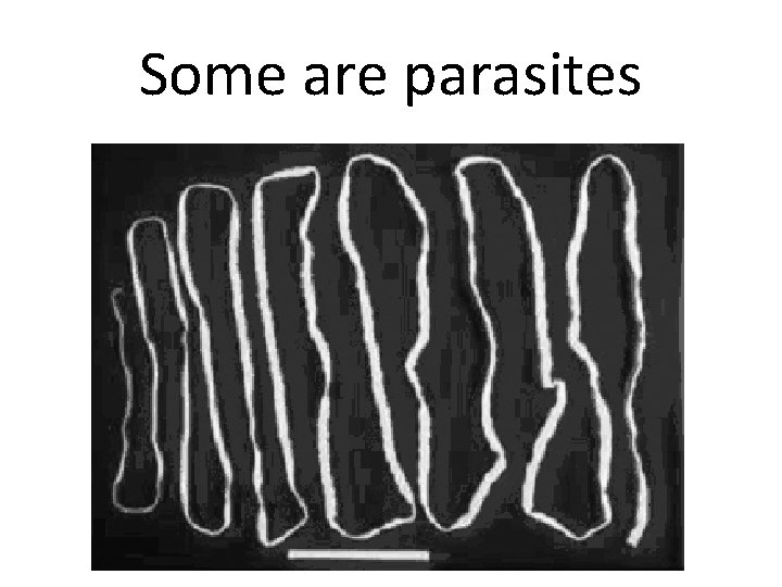 Some are parasites 