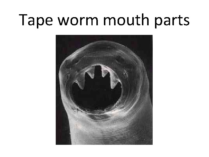 Tape worm mouth parts 