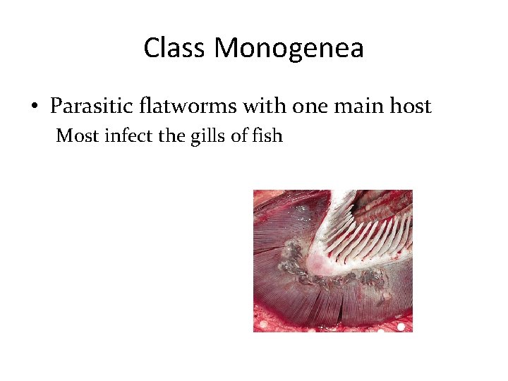 Class Monogenea • Parasitic flatworms with one main host Most infect the gills of