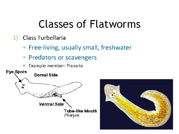 Classes of Flatworms 1) Class Turbellaria ▫ Free-living, usually small, freshwater ▫ Predators or