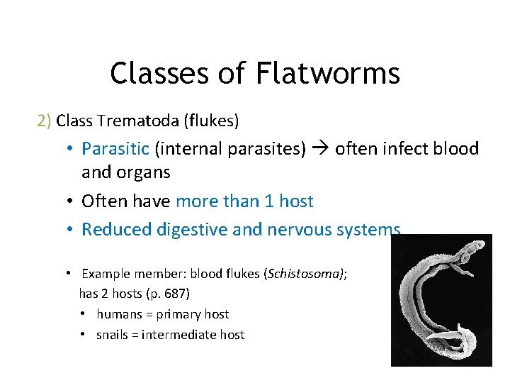 Classes of Flatworms 2) Class Trematoda (flukes) • Parasitic (internal parasites) often infect blood