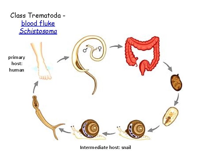 Class Trematoda blood fluke Schistosoma primary host: human Intermediate host: snail 