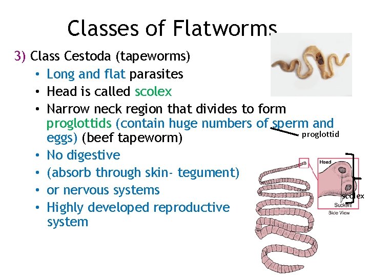 Classes of Flatworms 3) Class Cestoda (tapeworms) • Long and flat parasites • Head